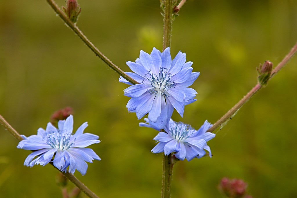 tiengemeten natuur natuurgebied natuurmonumenten hdr schotse hooglanders rien poortvliet museum eiland polder platteland